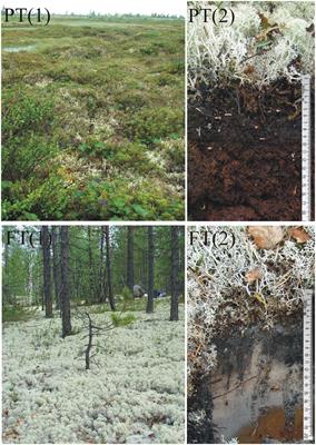 High Diversity of Planctomycetes in Soils of Two Lichen-Dominated Sub-Arctic Ecosystems of Northwestern Siberia